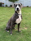 adoptable Dog in greenville, SC named Chuck