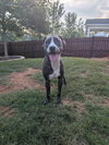 Chuck - Photo 2