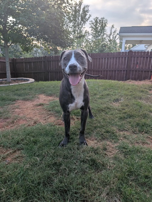 CHUCK - Terrier available for adoption