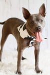 adoptable Dog in greenville, IL named Gimlet
