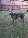 Gimlet - Photo 2