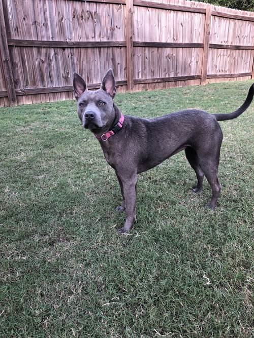GIMLET - Terrier available for adoption