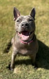 Gimlet - Photo 4