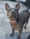Gimlet - Photo 3