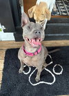 Gimlet - Photo 1