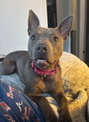 Gimlet - Photo 2