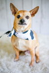adoptable Dog in  named Cypress