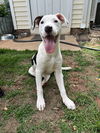 adoptable Dog in greenville, IL named Juice Box