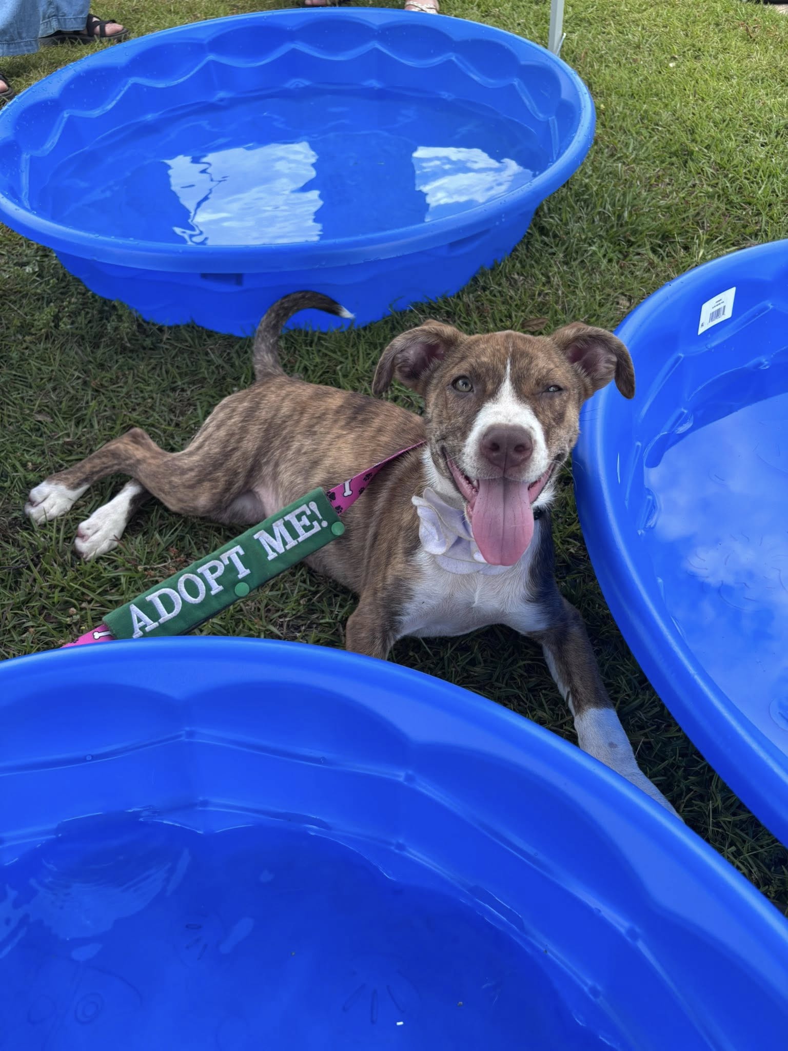 adoptable Dog in Greenville, SC named Cheesecake