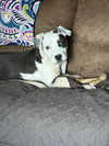 Savannah - Photo 4