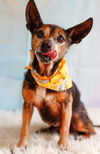 adoptable Dog in  named Harry