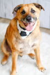adoptable Dog in greenville, SC named Eddie