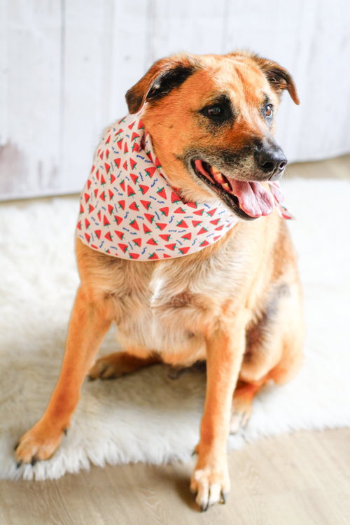 Eddie, photo 3