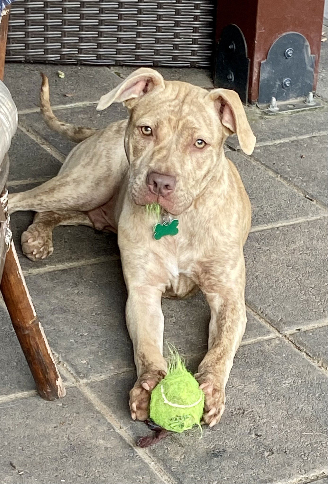 adoptable Dog in Greenville, SC named Nitro