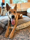 Licorice - Photo 3