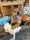 Licorice - Photo 1