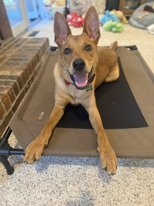 LICORICE - Shepherd available for adoption