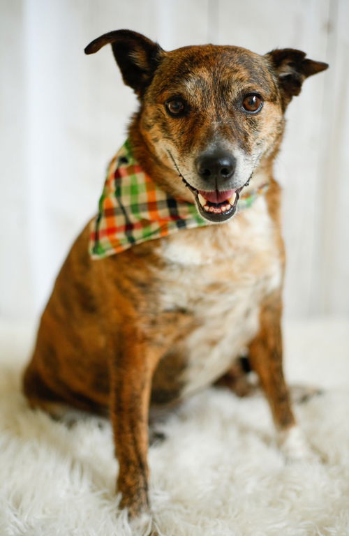 picture of the dog needing adoption