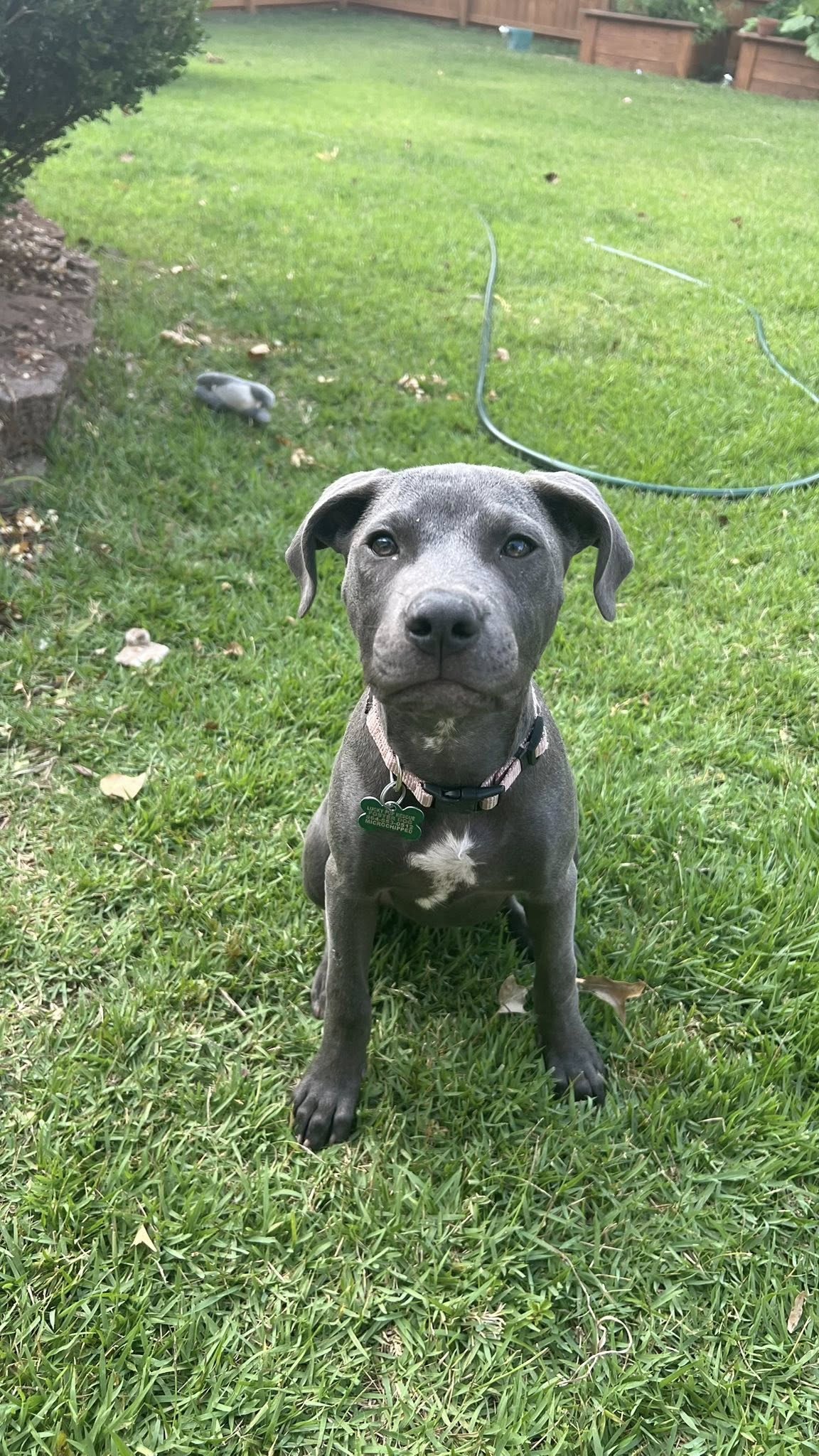 adoptable Dog in Greenville, SC named Stevie