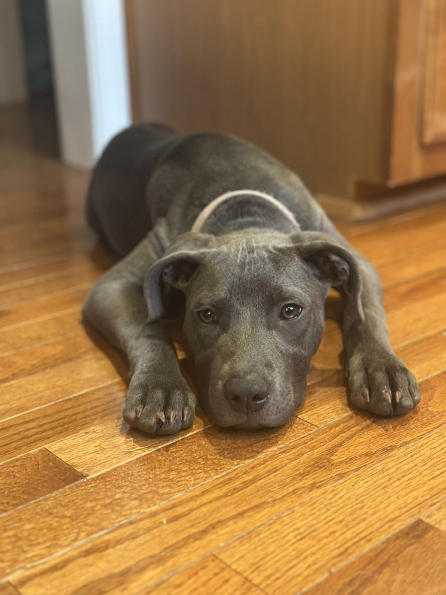 adoptable Dog in Greenville, SC named Stevie