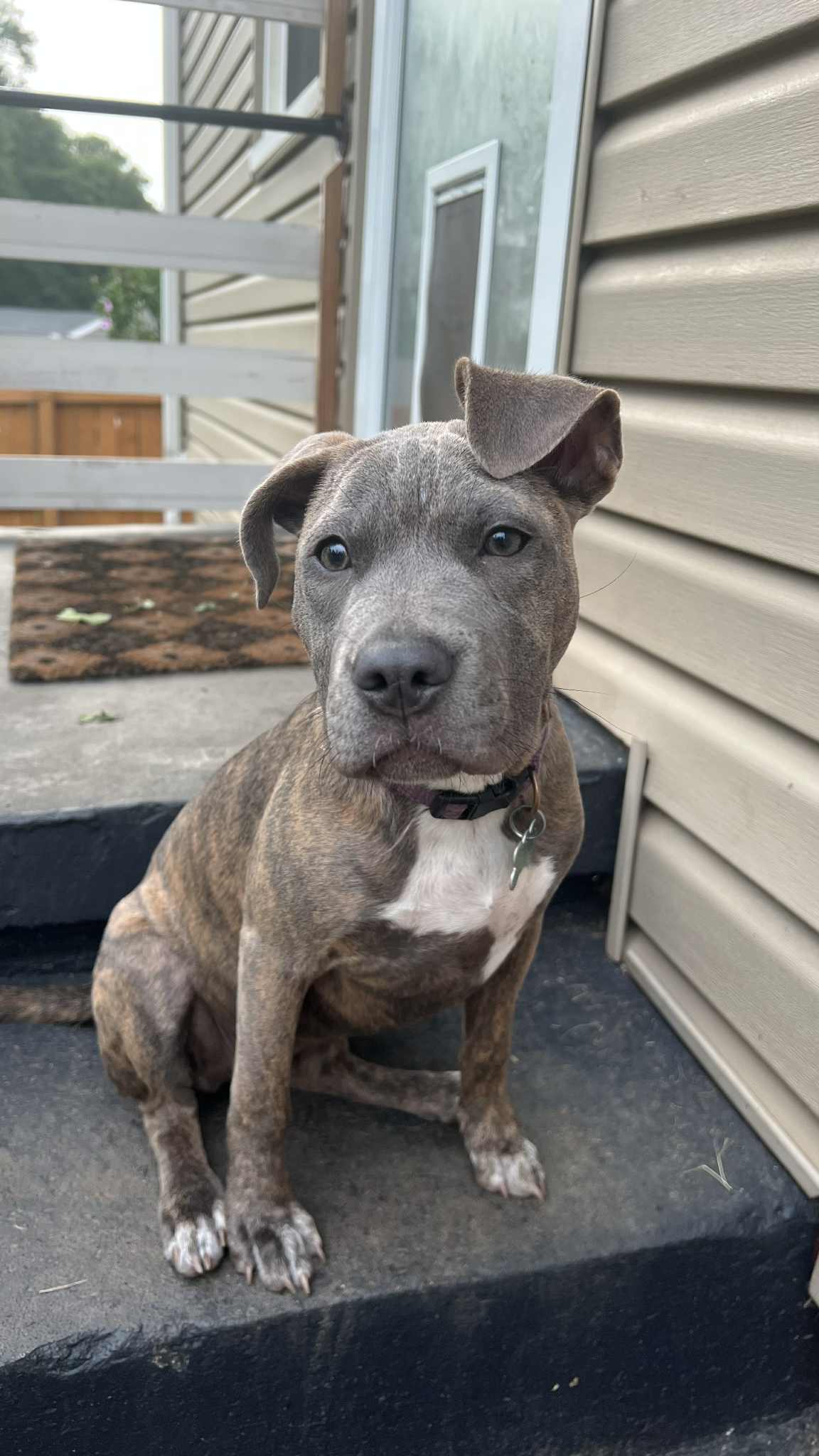 adoptable Dog in Greenville, SC named Leni