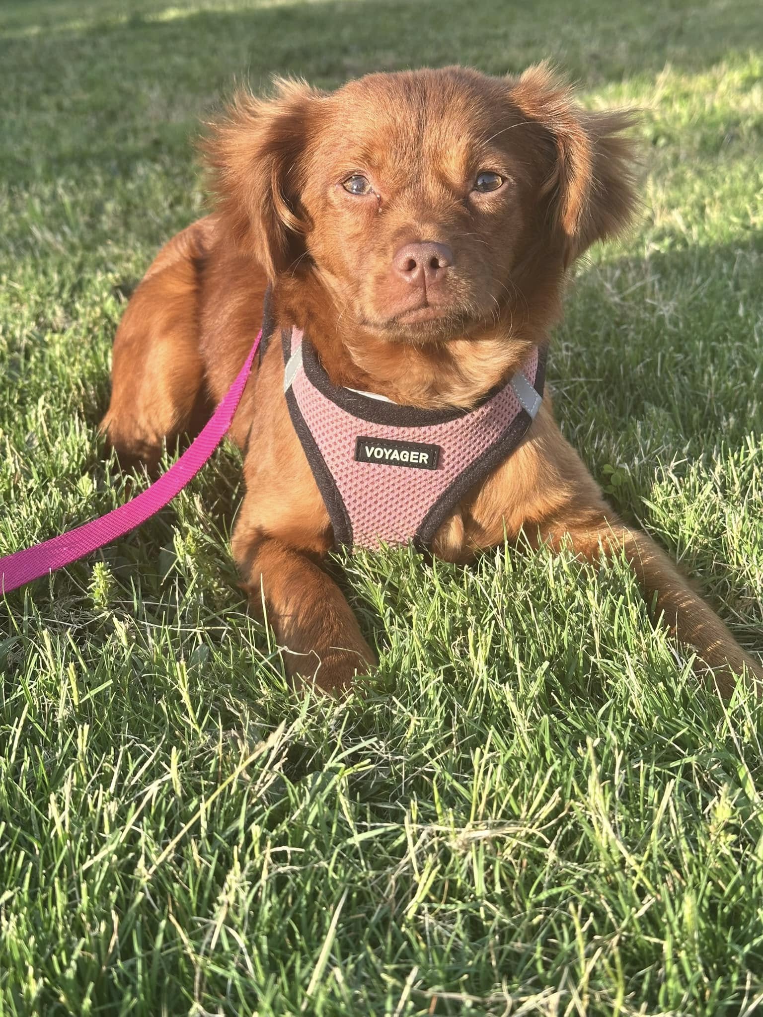 adoptable Dog in Greenville, SC named Drea