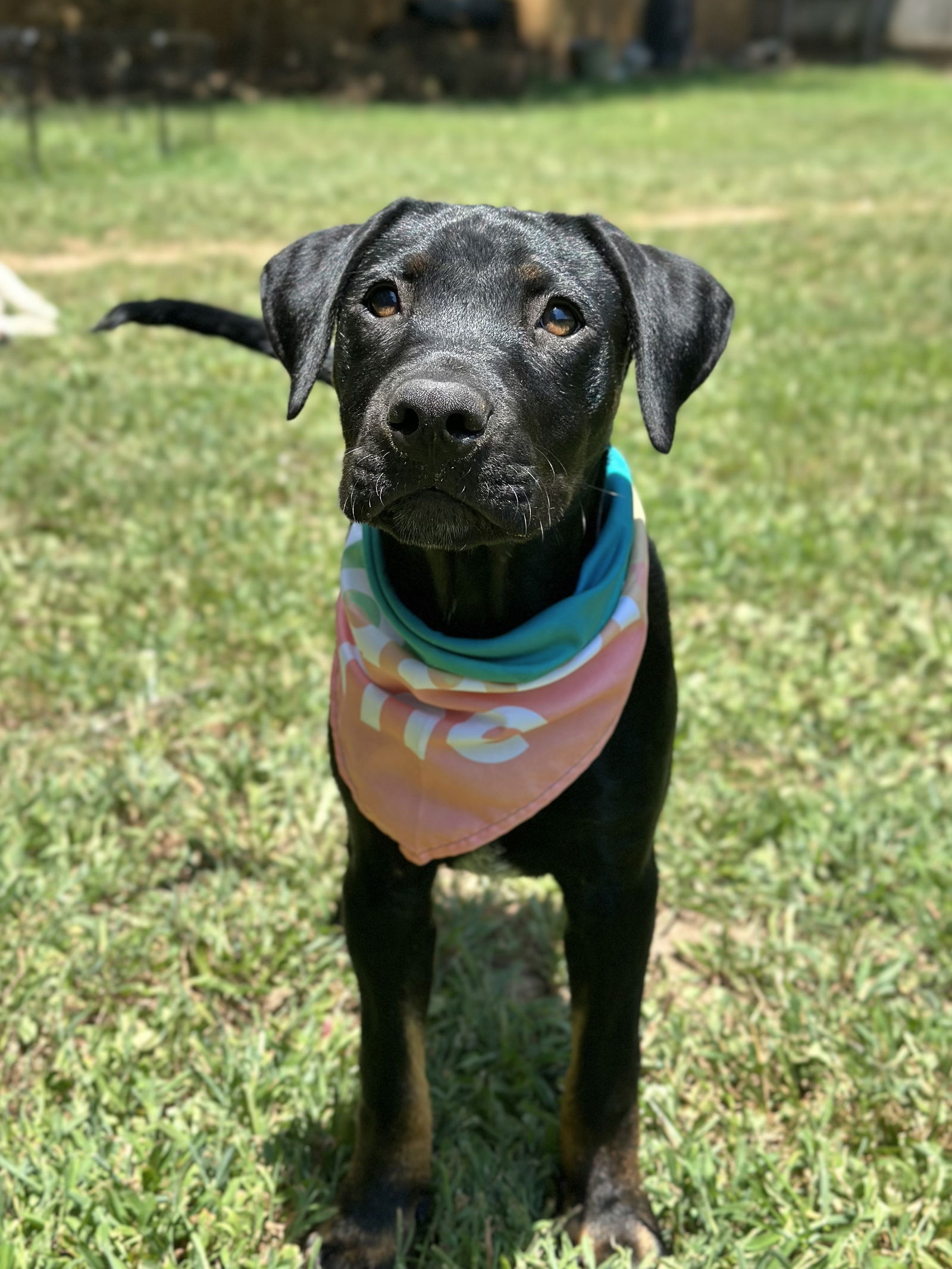adoptable Dog in Greenville, SC named Truffles