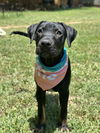 adoptable Dog in greenville, SC named Truffles