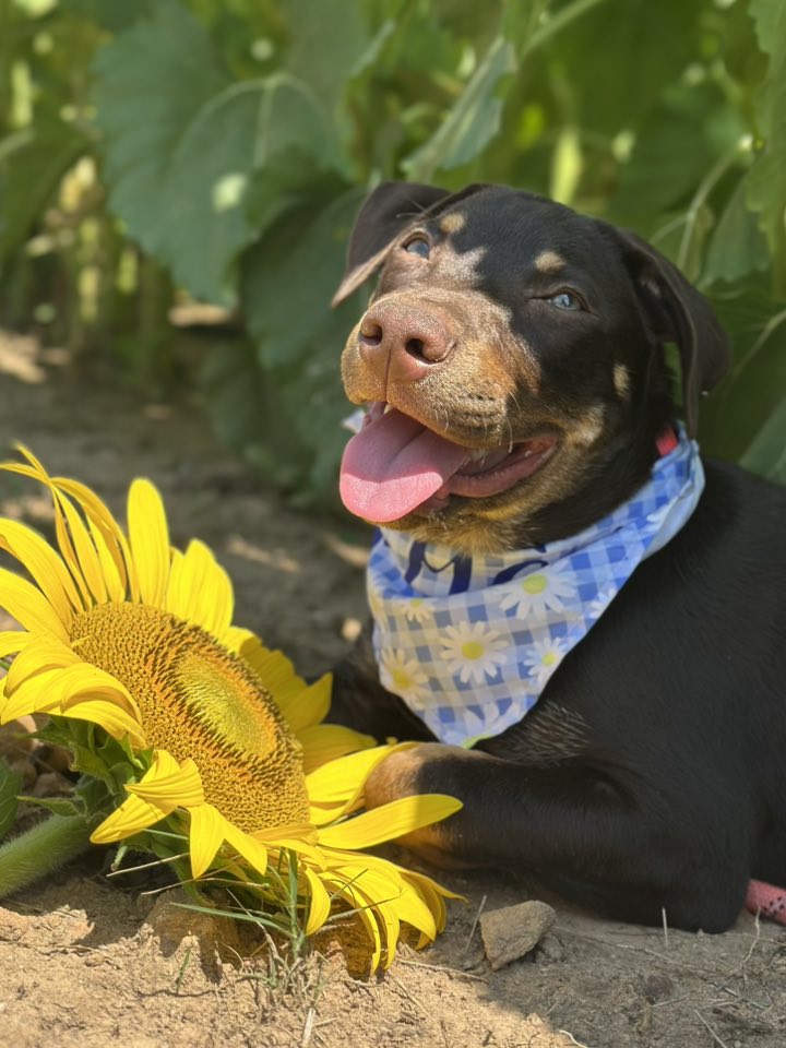 adoptable Dog in Greenville, SC named Kimchi