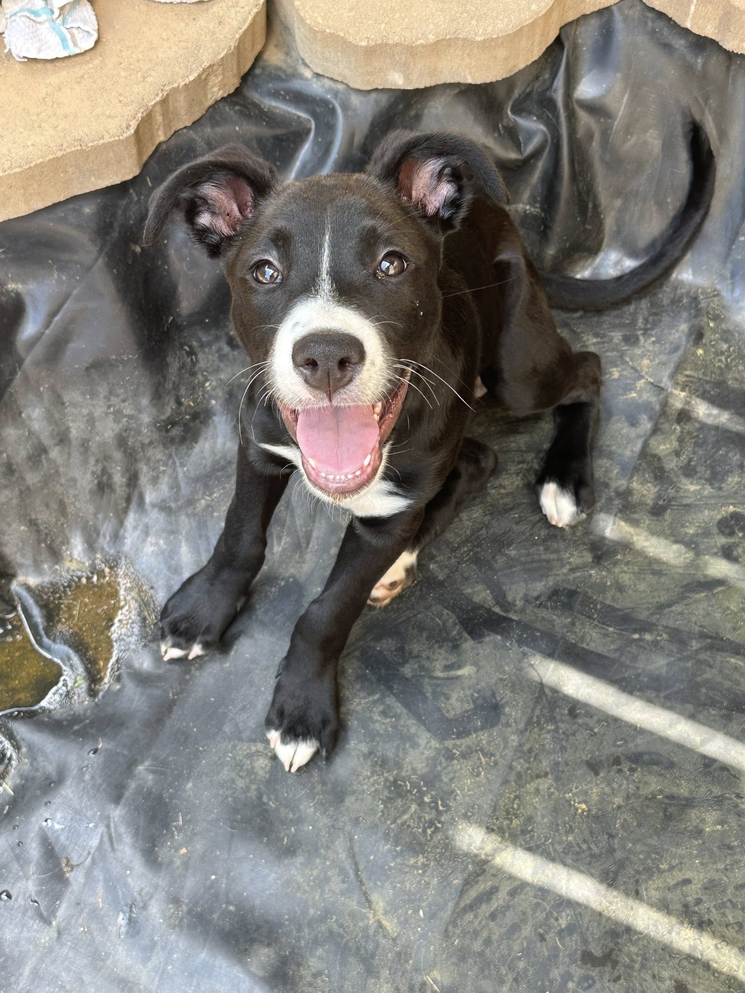 adoptable Dog in Greenville, SC named Ghirardelli