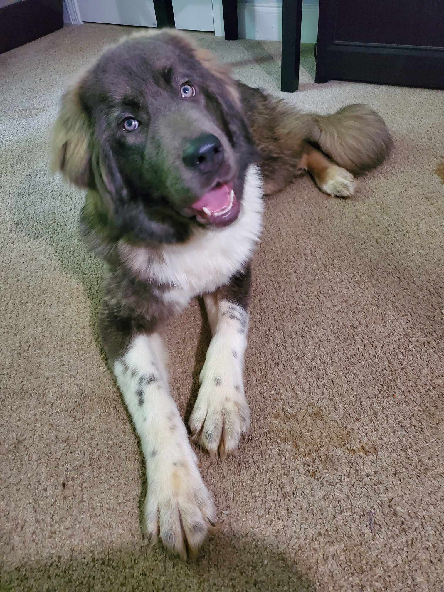 adoptable Dog in Greenville, SC named Isabella