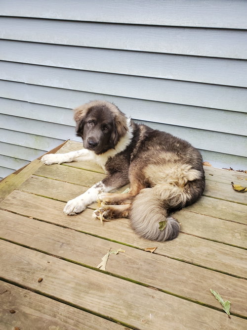 ISABELLA - Shepherd available for adoption