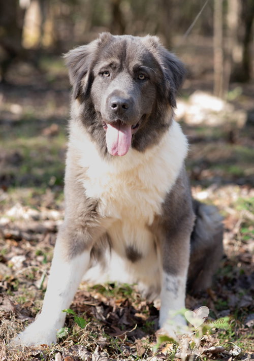 Isabella, an adoptable Shepherd in Greenville, SC