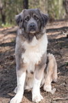 Isabella - Photo 3