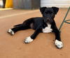 adoptable Dog in greenville, SC named Drizella
