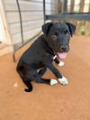 adoptable Dog in greenville, SC named Anastasia