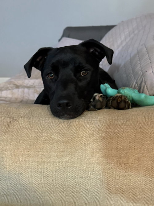 ANASTASIA - Terrier available for adoption