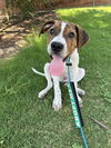 adoptable Dog in  named Gully