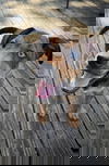 adoptable Dog in greenville, SC named Fairy God Mother