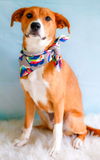adoptable Dog in greenville, SC named Linda