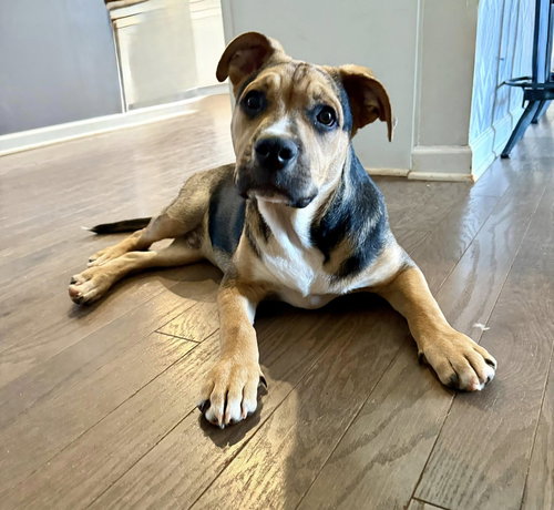 SHREK - Terrier available for adoption