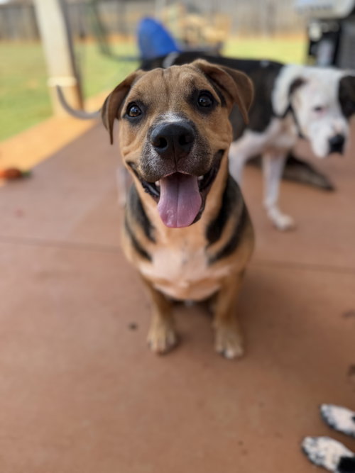SHREK - Terrier available for adoption