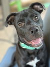 adoptable Dog in greenville, SC named Onyx
