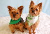 adoptable Dog in  named Jessie and Tuck