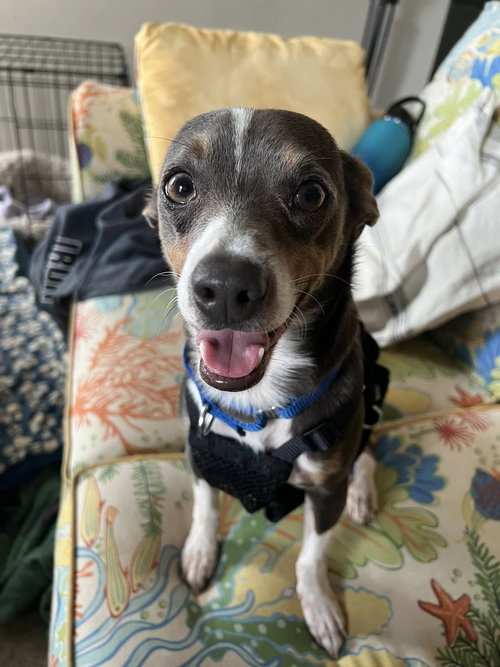 MANDO - Chihuahua available for adoption