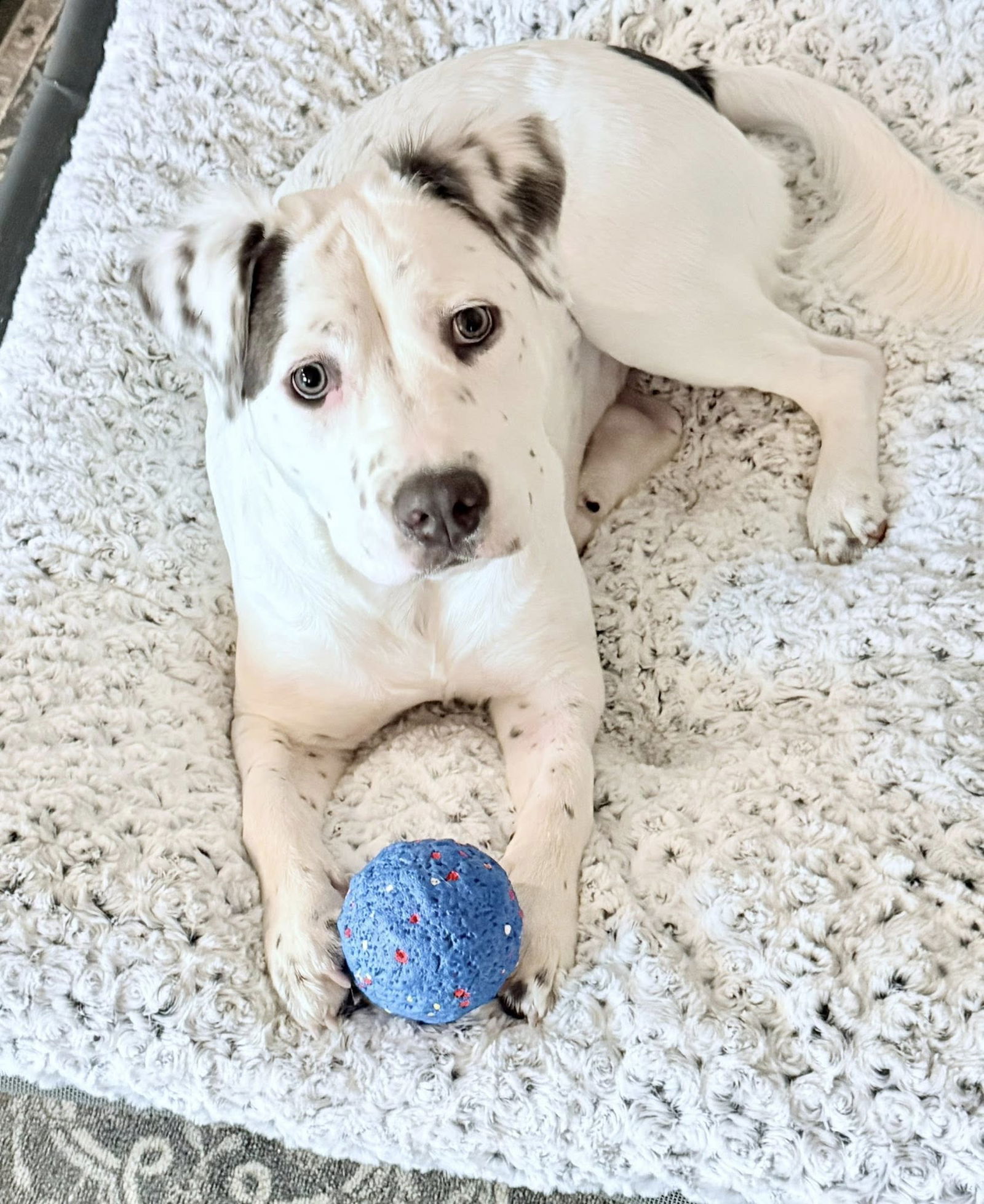 adoptable Dog in Greenville, SC named Roseanne