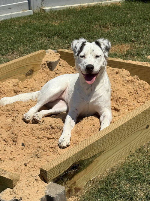 ROSEANNE - Terrier available for adoption