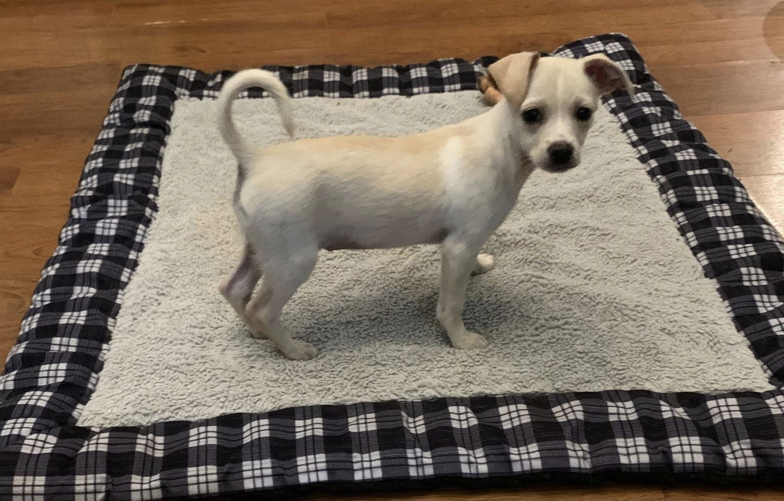 adoptable Dog in Greenville, SC named Cotton