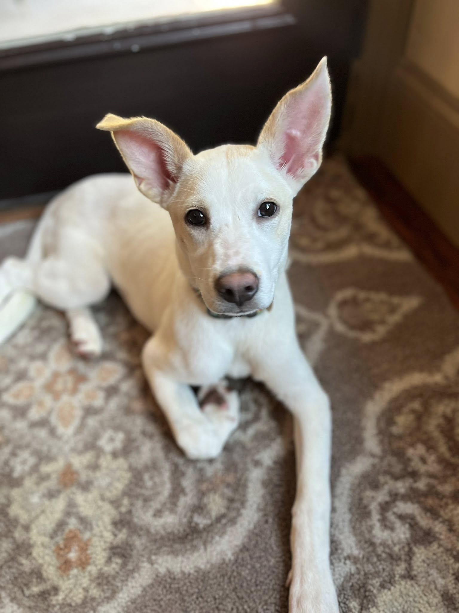 adoptable Dog in Greenville, SC named Tofu