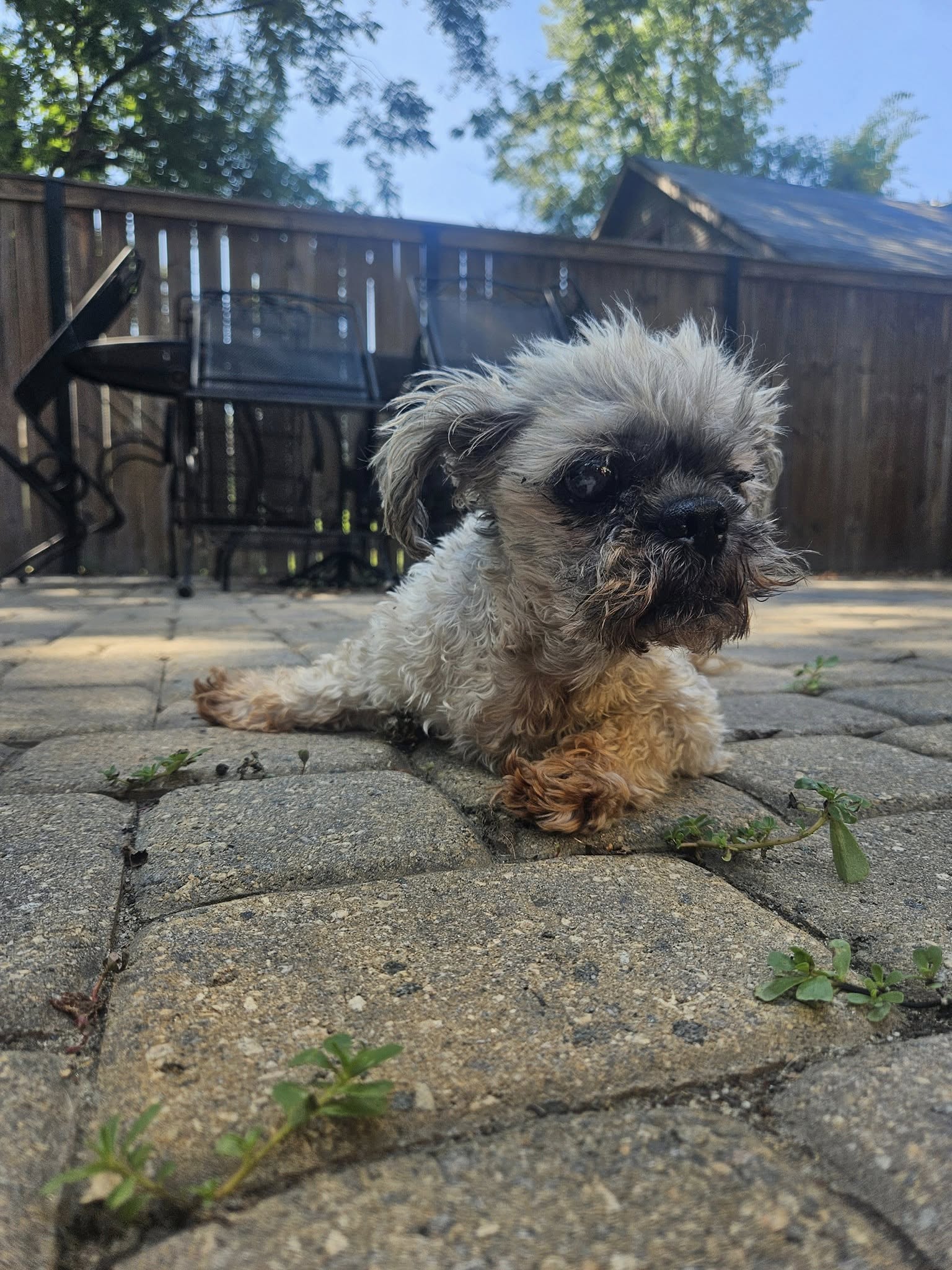 adoptable Dog in Greenville, SC named Tank